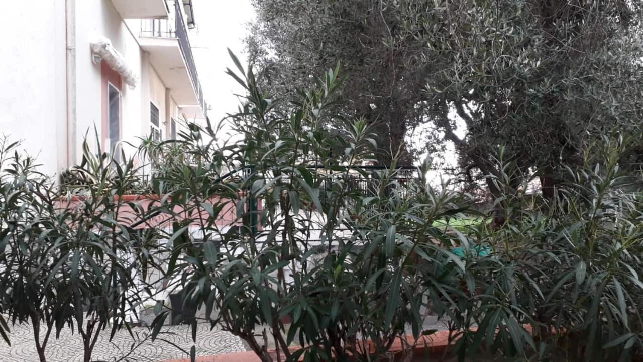 Cialoma Full Green Marina di Camerota Exteriör bild